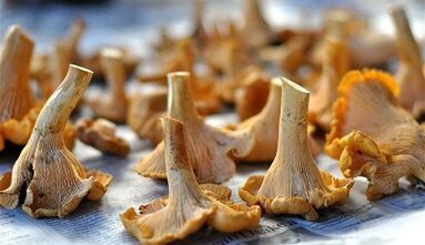 Chanterelles's mushrooms to remove parasites from the body