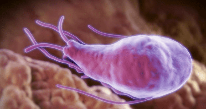 Aleococcus and echinococcus