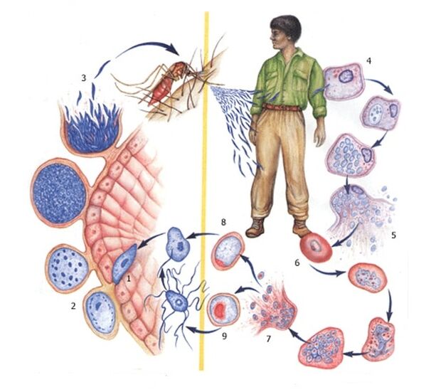 The simplest way of reproduction of parasites