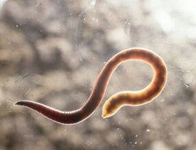 parasitic worms in humans