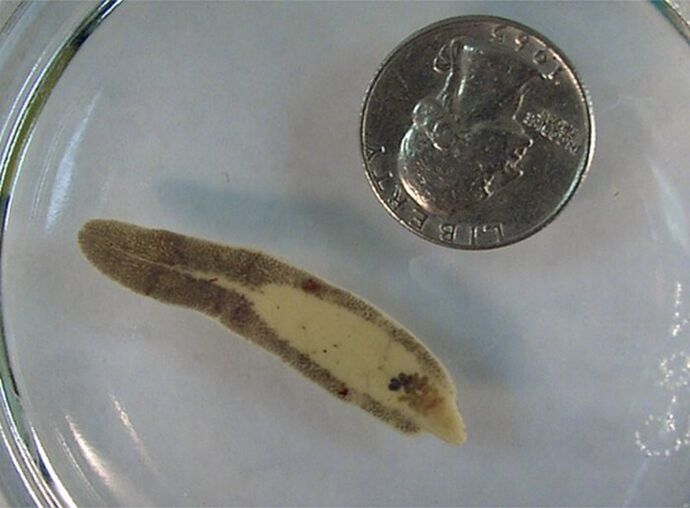 Fluke size compared to coin